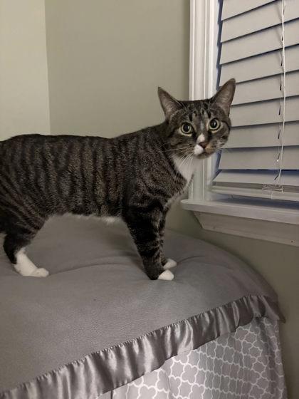 Enlarge Honey Bunches, a Adoptable Domestic Short Hair in Munster, IN image 3/3