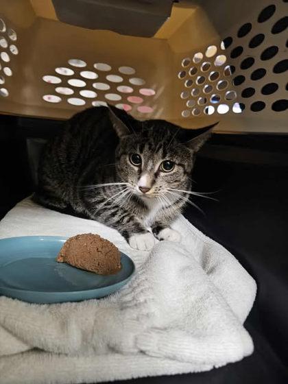 Honey Bunches, Adoptable, Adult Female Domestic Short Hair & Domestic Short Hair.