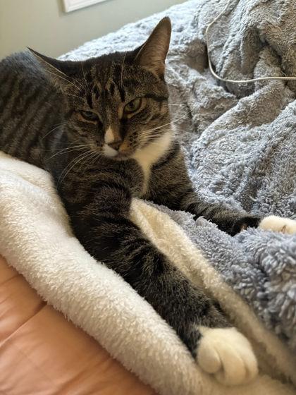 Enlarge Honey Bunches, a Adoptable Domestic Short Hair in Munster, IN image 3/3