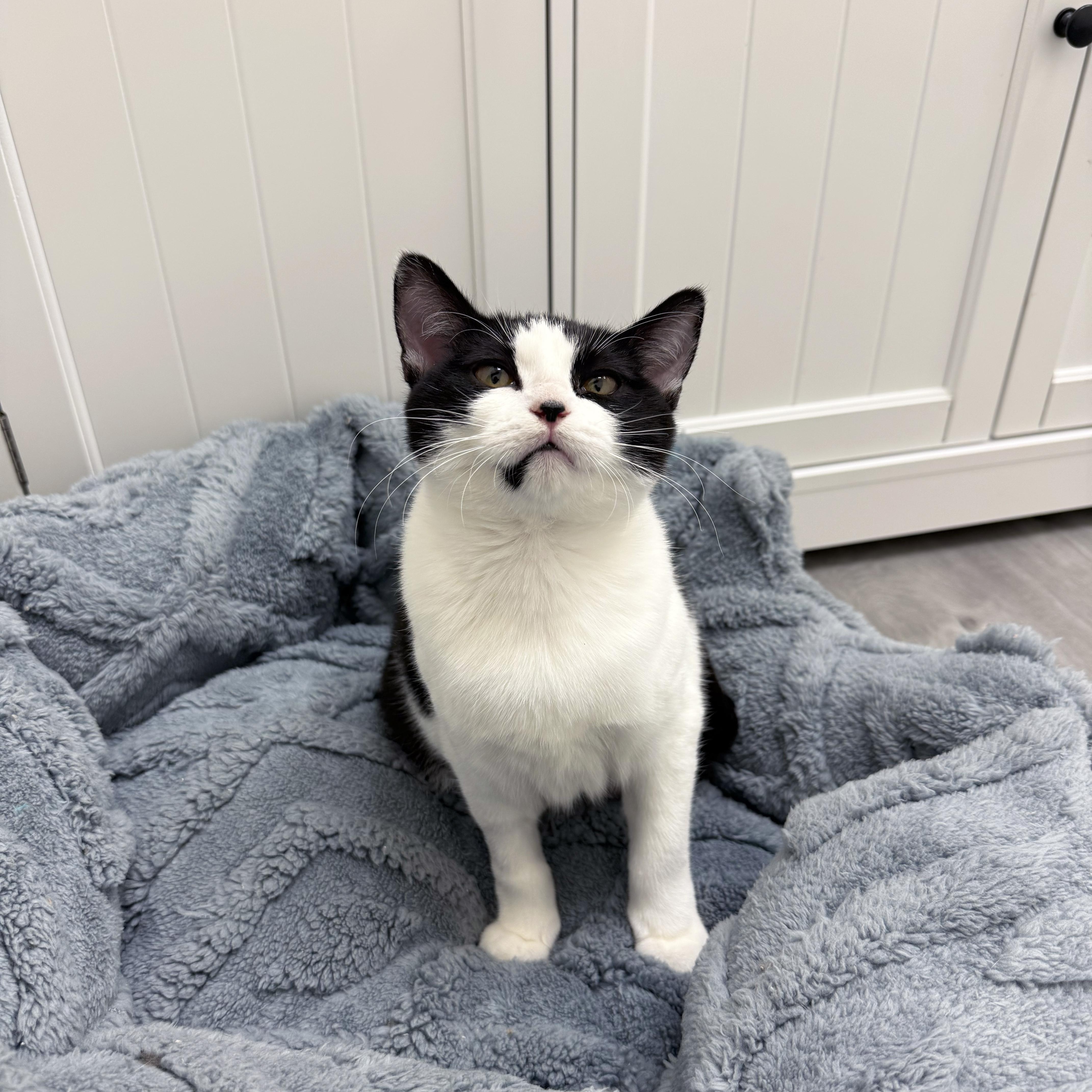 Honey & Hero (bonded pair), a ADOPTABLE Domestic Short Hair in Walnut Creek, CA image 3/5