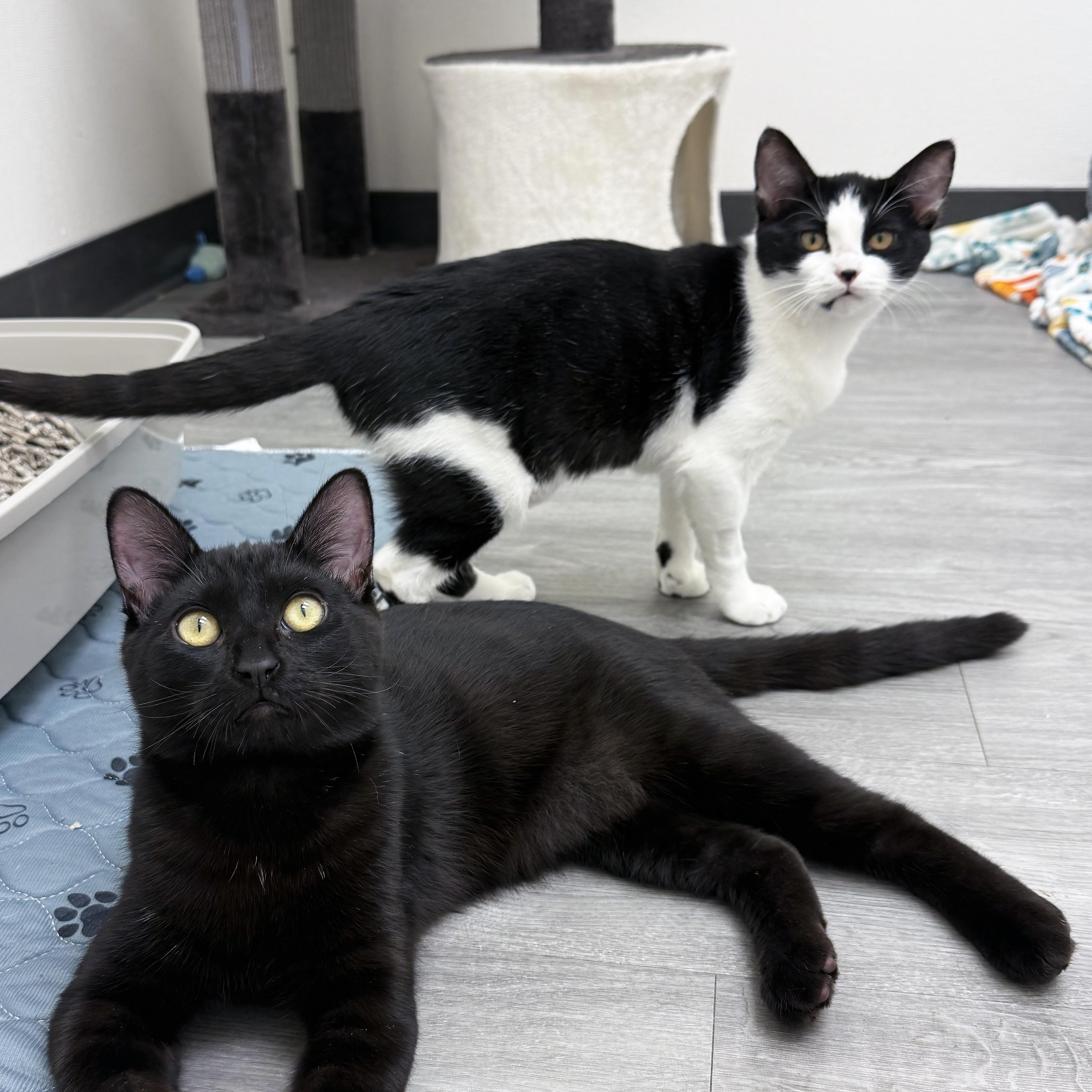 Honey & Hero (bonded pair), a ADOPTABLE Domestic Short Hair in Walnut Creek, CA image 1/5