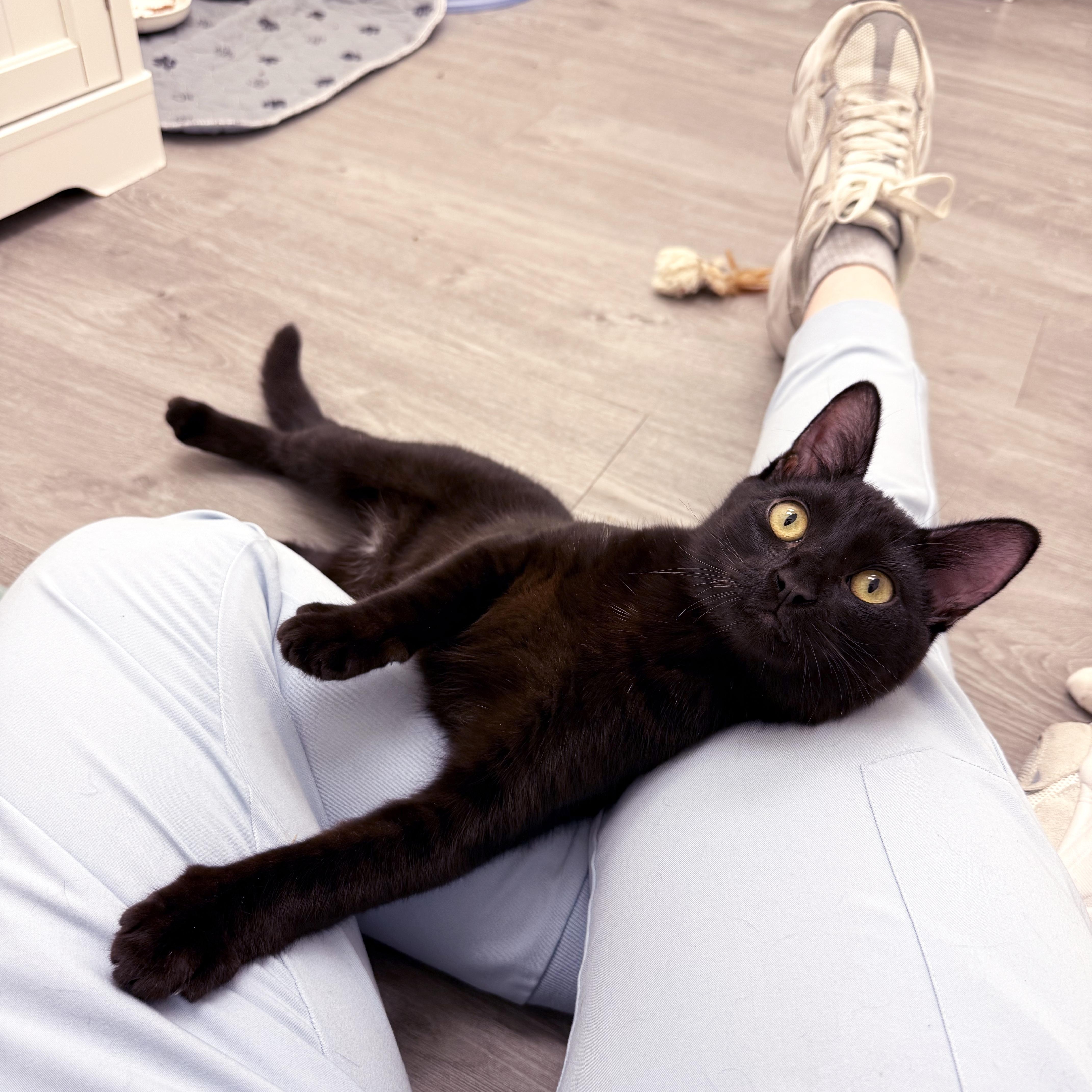 Honey & Hero (bonded pair), a ADOPTABLE Domestic Short Hair in Walnut Creek, CA image 4/5