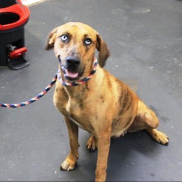 Lilo, Adoptable, Adult Female Catahoula Leopard Dog & Mixed Breed.