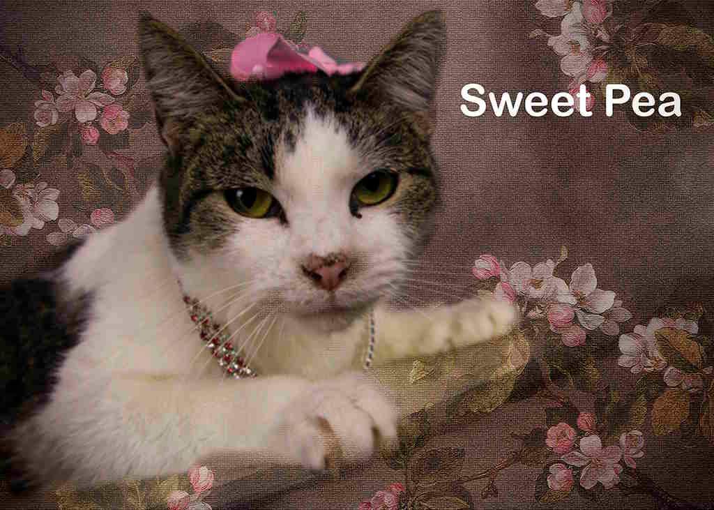 Sweet Pea, Adoptable, Adult Female Tabby.