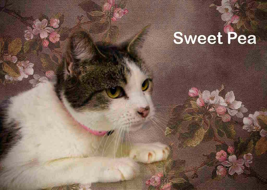 Enlarge Sweet Pea, a Adoptable Tabby in York, NE image 2/4