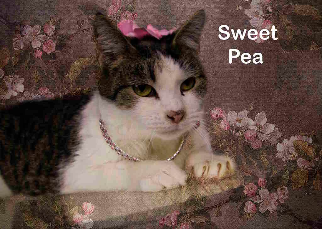 Enlarge Sweet Pea, a Adoptable Tabby in York, NE image 3/4