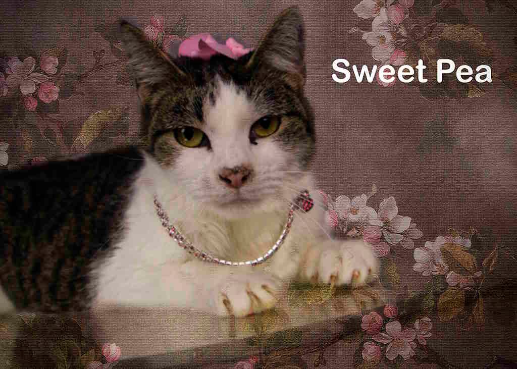 Enlarge Sweet Pea, a Adoptable Tabby in York, NE image 4/4