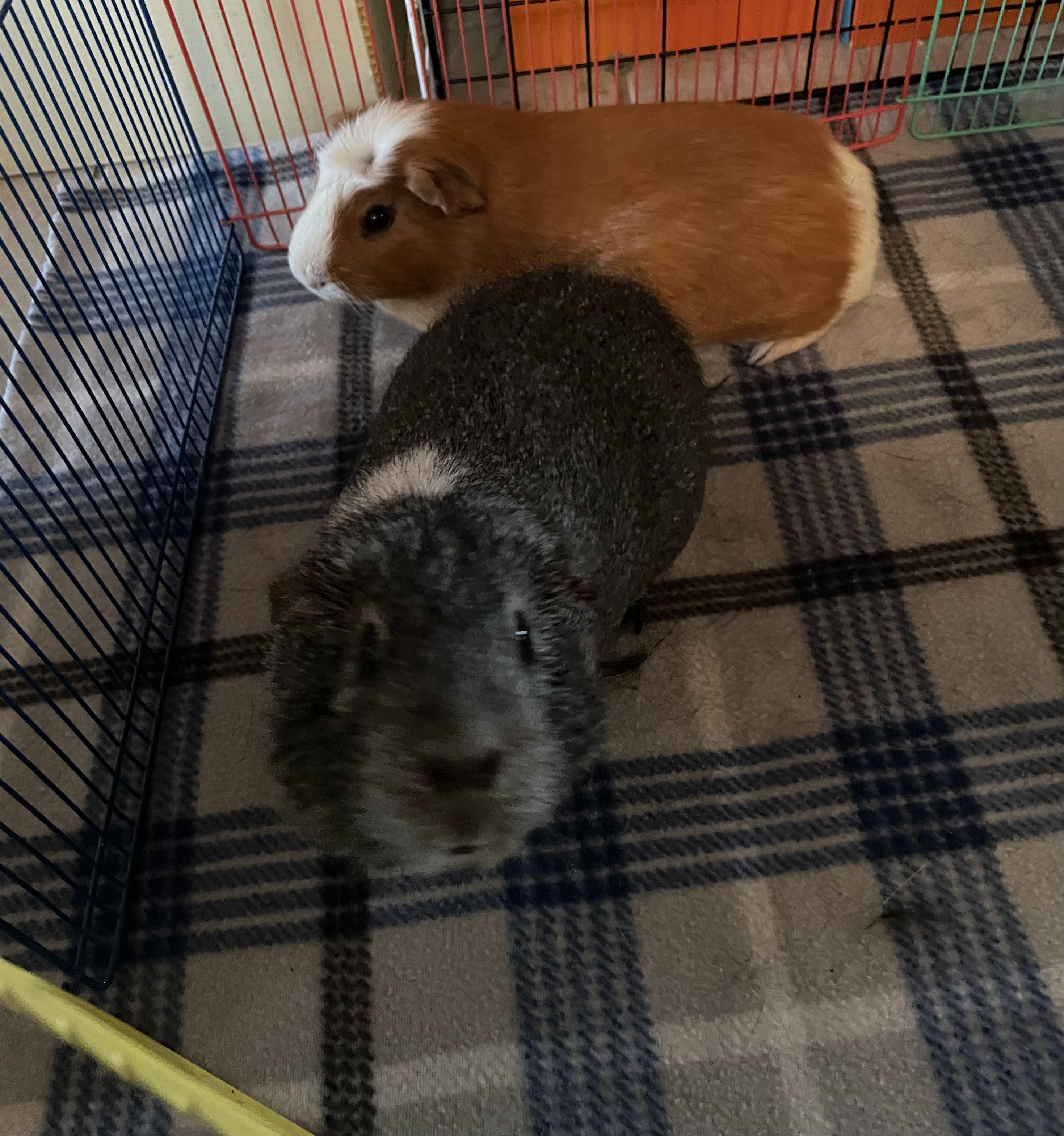 Dori and Nathan, ADOPTABLE, Adult Female Short-Haired.