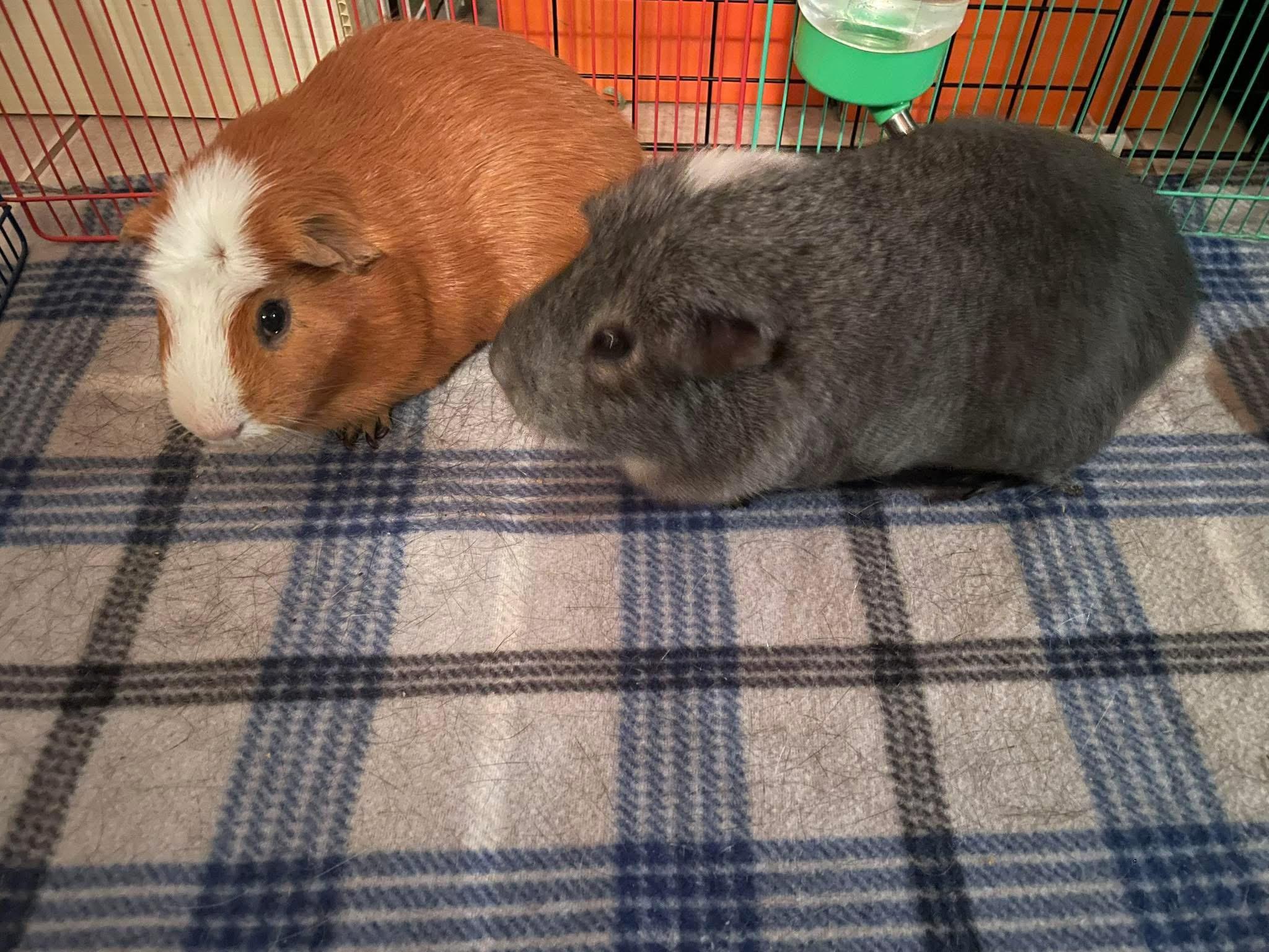Dori and Nathan, a ADOPTABLE Short-Haired in Berlin, CT image 2/2