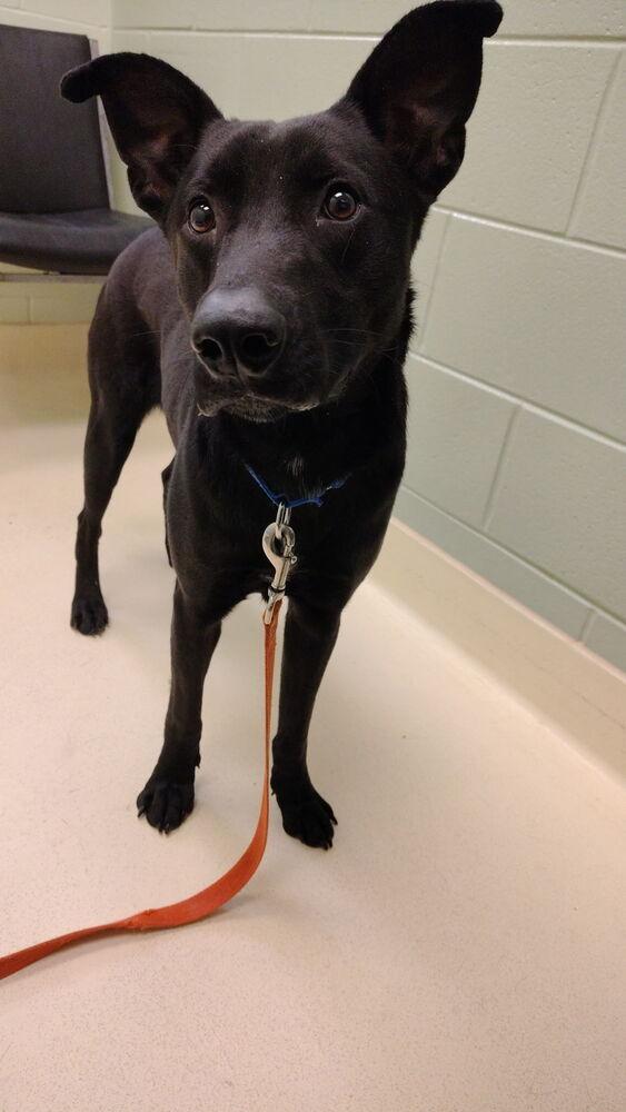 Enlarge Wisdom, a Adoptable mixed breed in Kalamazoo, MI image 1/6