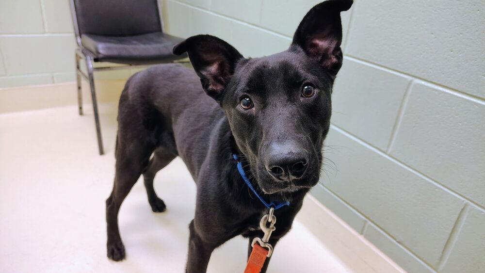 Enlarge Wisdom, a Adoptable mixed breed in Kalamazoo, MI image 2/6
