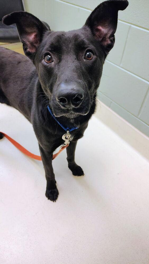 Enlarge Wisdom, a Adoptable mixed breed in Kalamazoo, MI image 3/6