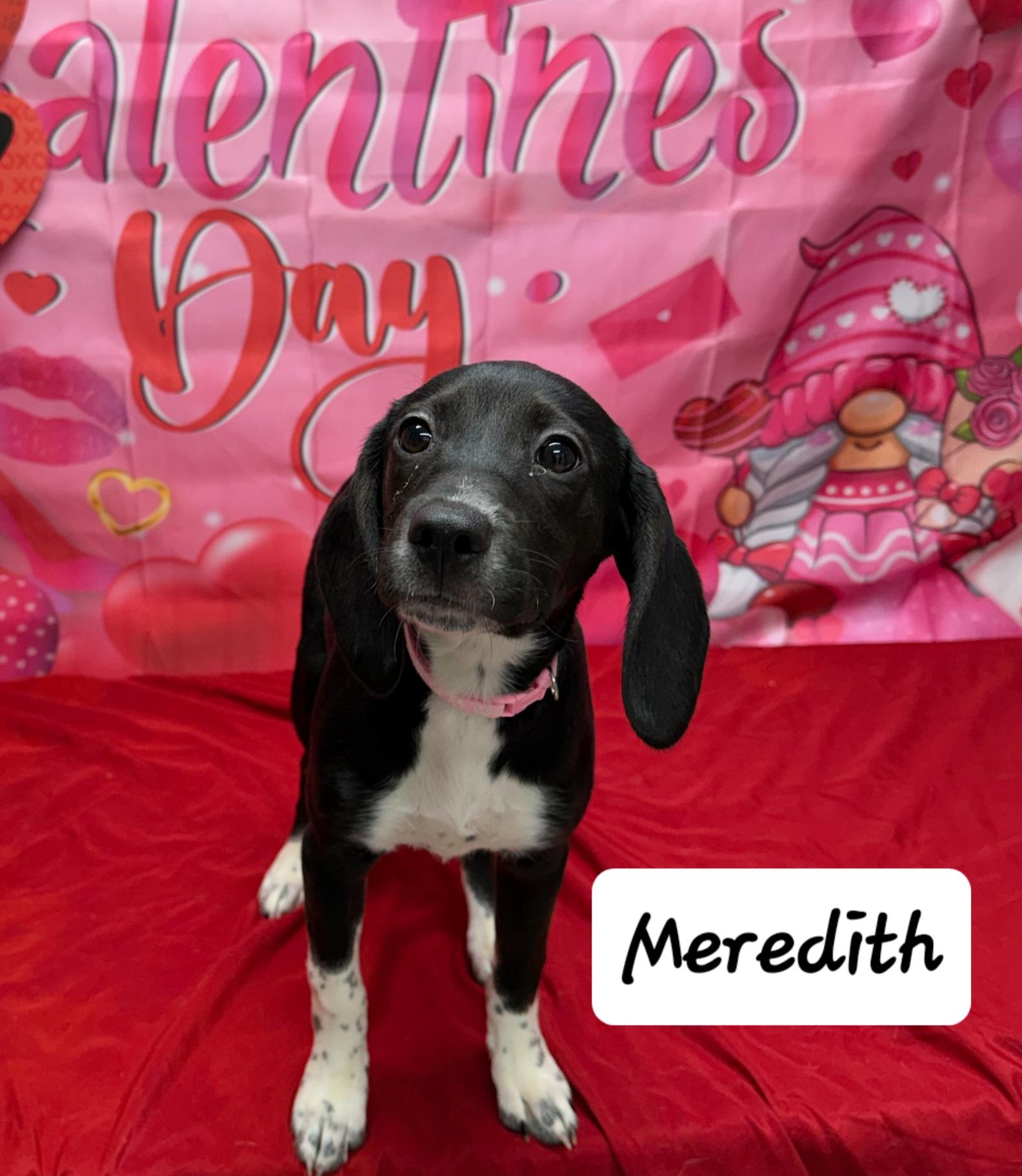Enlarge Meredith, an adopted mixed breed in Urbana, OH image 1/1