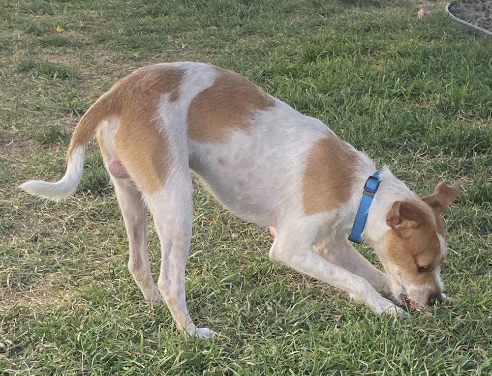 Enlarge KJ, a Adoptable mixed breed in Yakima, WA image 2/6