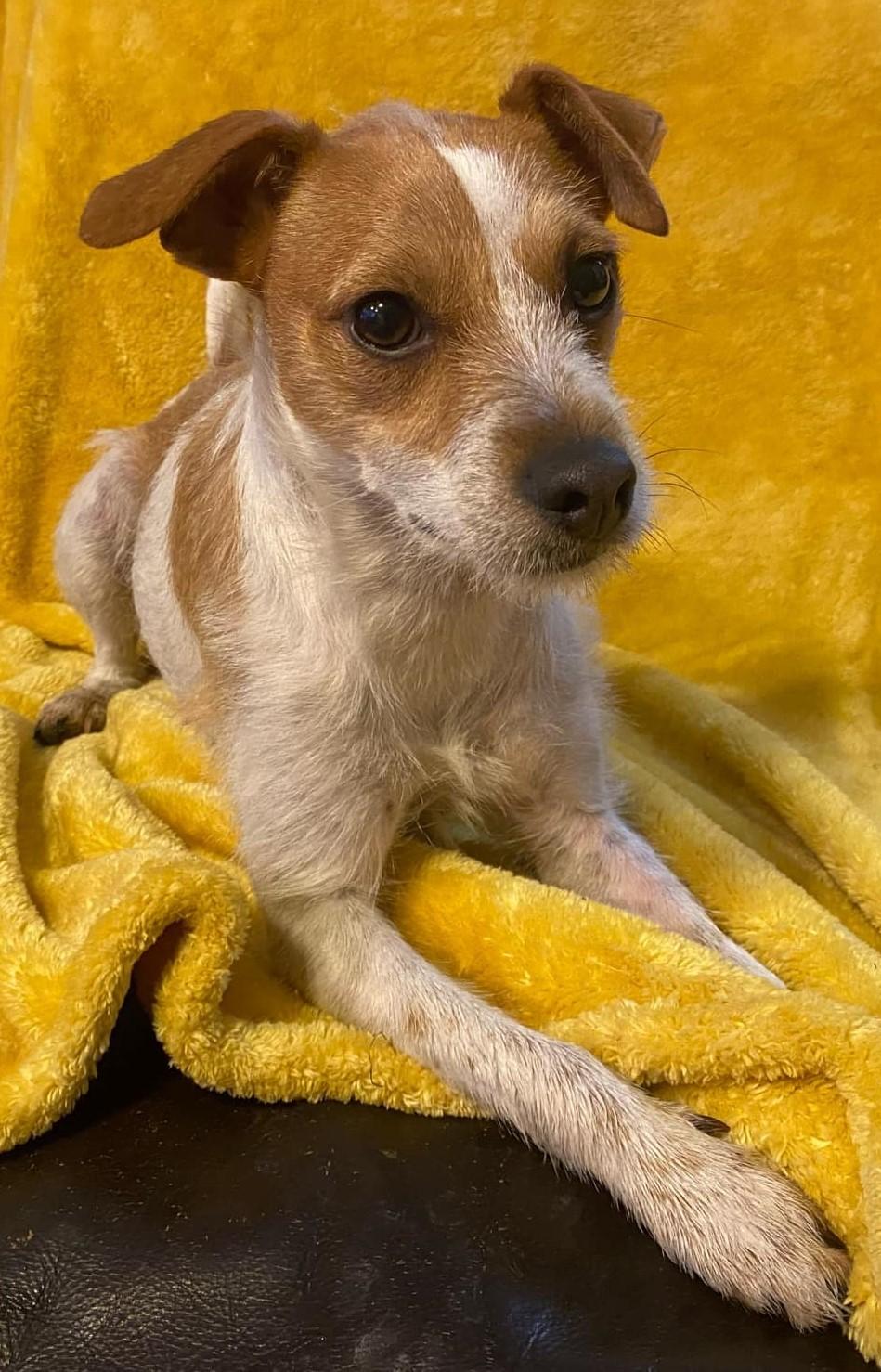 Enlarge KJ, a Adoptable mixed breed in Yakima, WA image 5/6