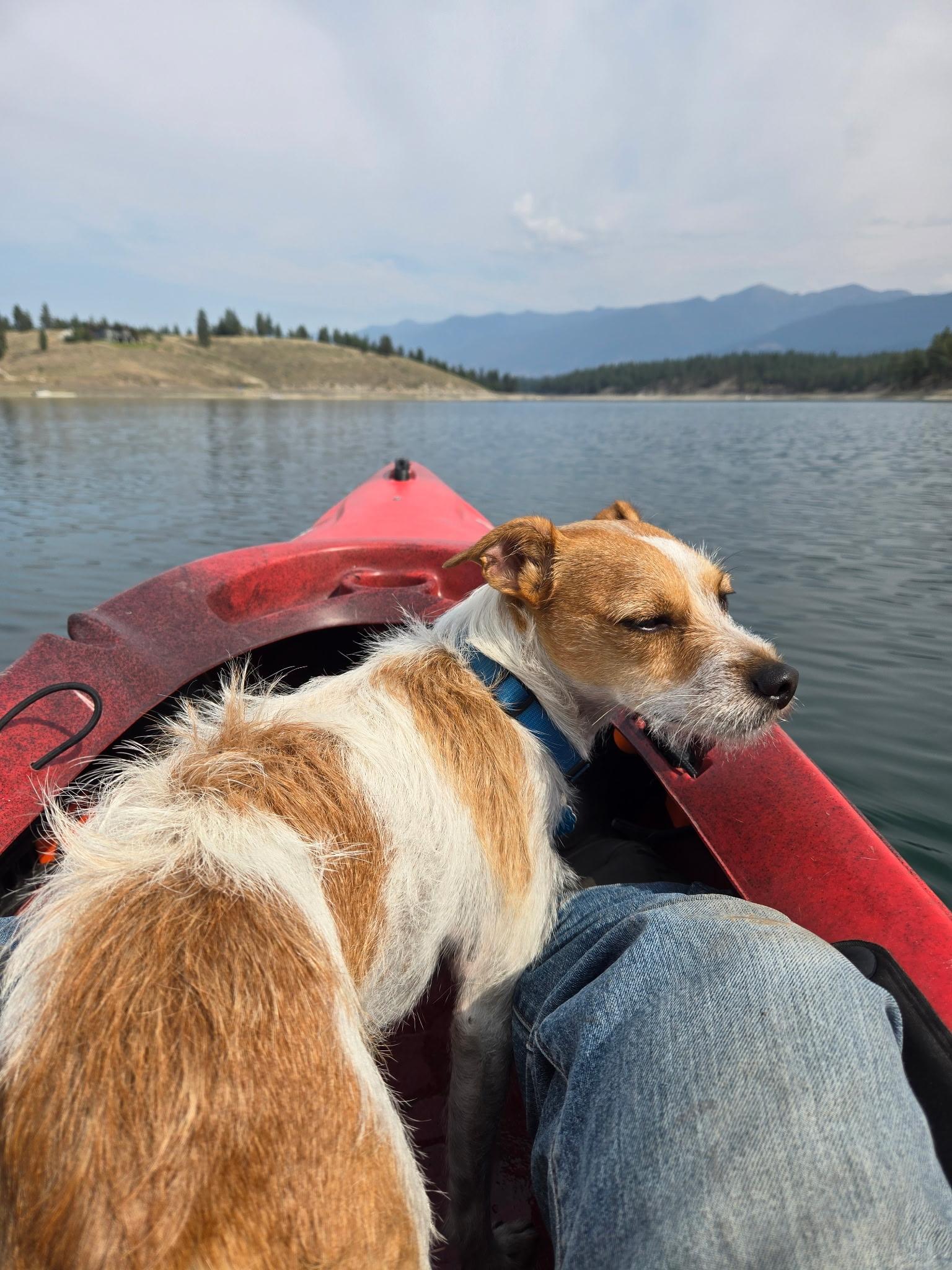 Enlarge KJ, a Adoptable mixed breed in Yakima, WA image 6/6