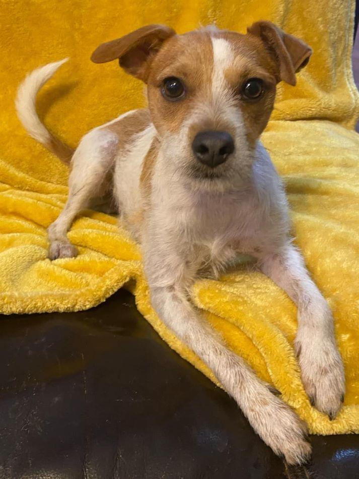 KJ, Adoptable, Young Male Jack Russell Terrier.