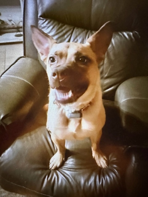 Enlarge Harper, a Adoptable Mixed Breed in LEHIGH ACRES, FL image 8/12