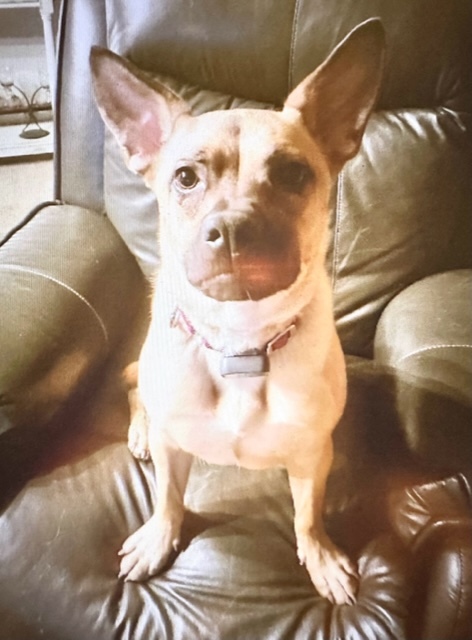 Harper, a Adoptable Mixed Breed in LEHIGH ACRES, FL image 1/12