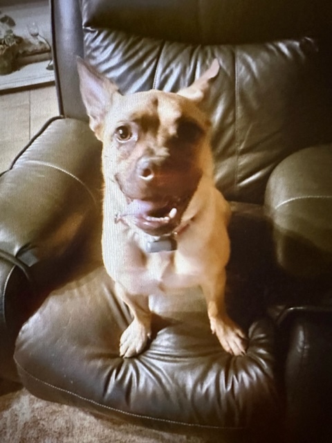 Enlarge Harper, a Adoptable Mixed Breed in LEHIGH ACRES, FL image 9/12