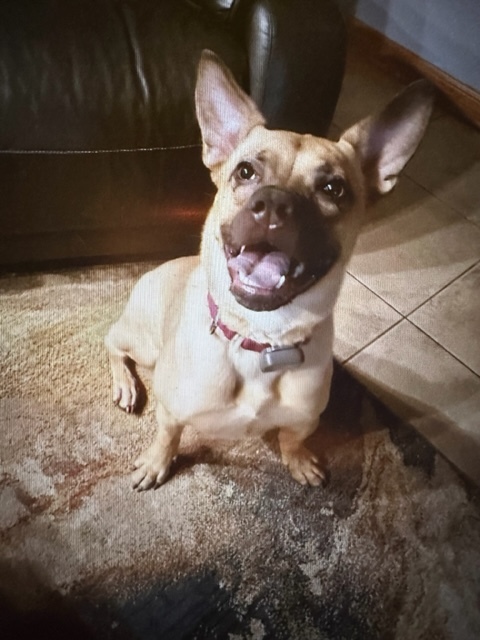 Enlarge Harper, a Adoptable Mixed Breed in LEHIGH ACRES, FL image 10/12