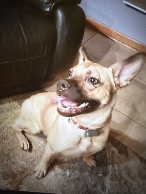 Enlarge Harper, a Adoptable Mixed Breed in LEHIGH ACRES, FL image 11/12