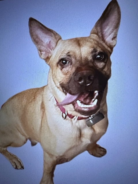 Enlarge Harper, a Adoptable Mixed Breed in LEHIGH ACRES, FL image 12/12