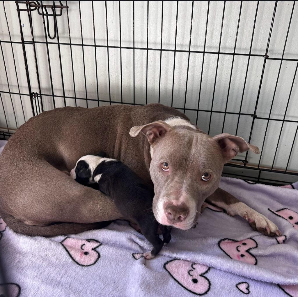 Enlarge Harper, a Adoptable Pit Bull Terrier in Gautier, MS image 1/5