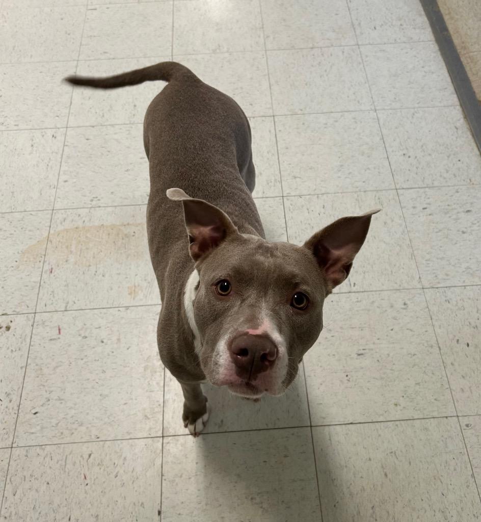 Enlarge Harper, a Adoptable Pit Bull Terrier in Gautier, MS image 2/5