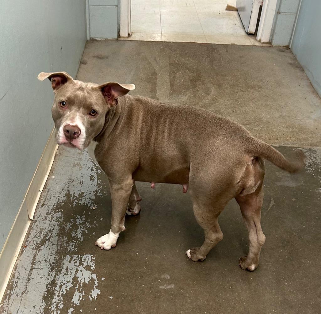 Enlarge Harper, a Adoptable Pit Bull Terrier in Gautier, MS image 3/5