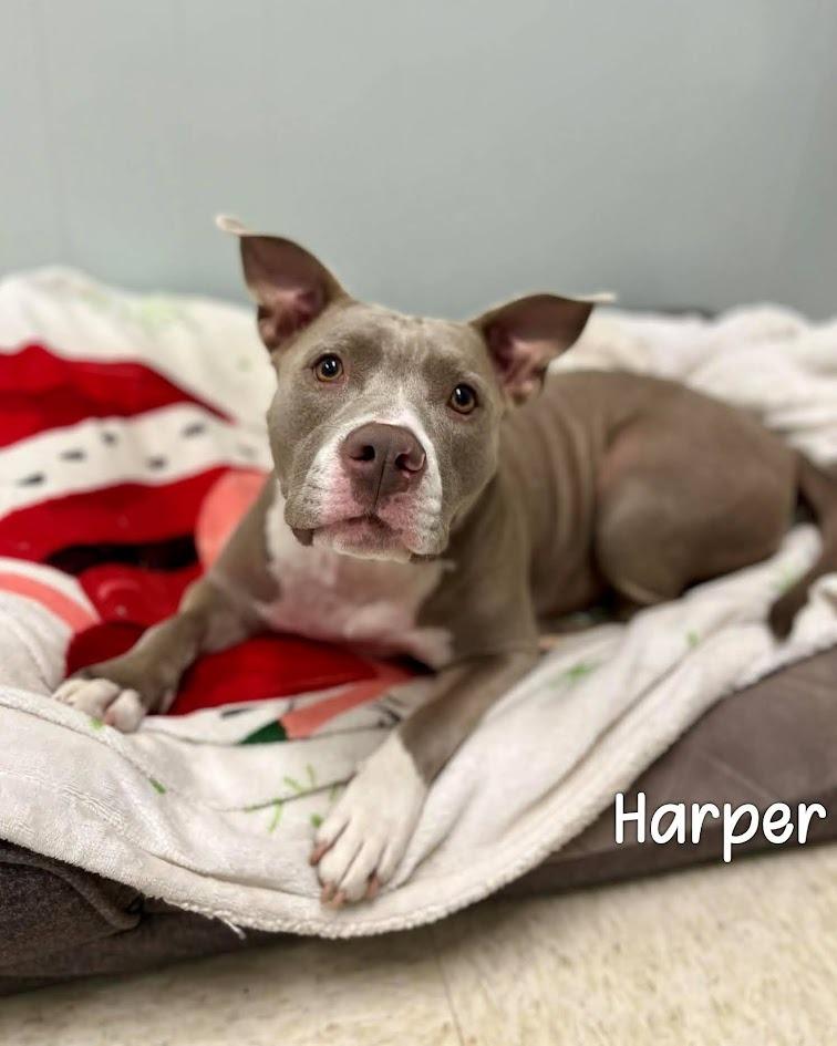 Enlarge Harper, a Adoptable Pit Bull Terrier in Gautier, MS image 4/5