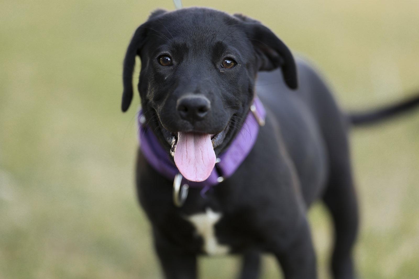 Enlarge Mozzarella (NKA Violet), a Adopted Labrador Retriever in Garner, NC image 1/3