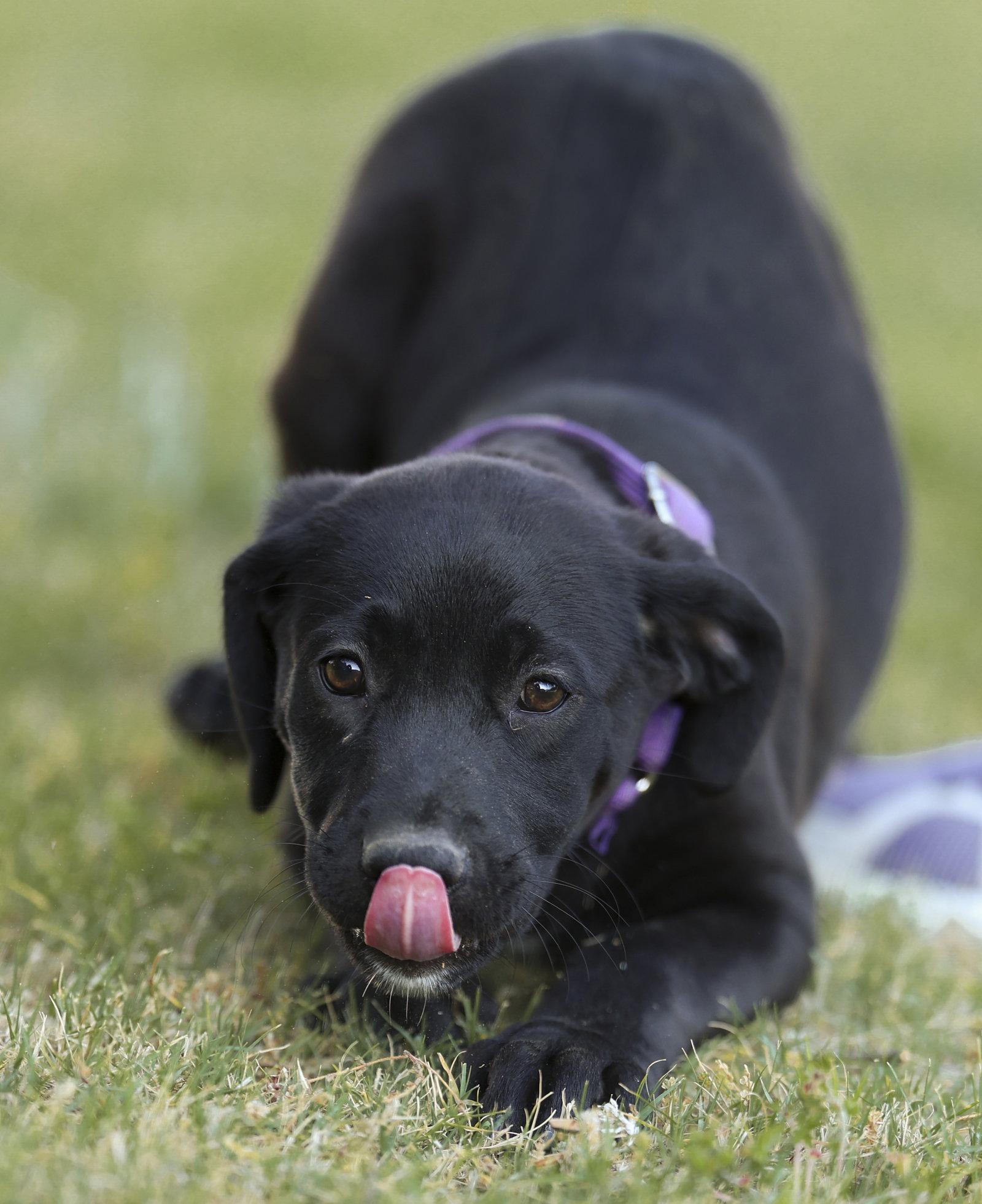 Enlarge Mozzarella (NKA Violet), a Adopted Labrador Retriever in Garner, NC image 2/3