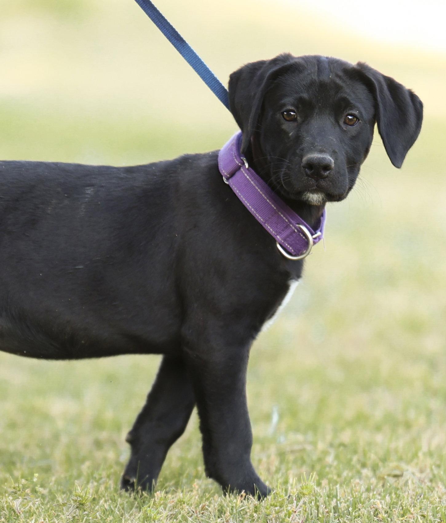 Enlarge Mozzarella (NKA Violet), a Adopted Labrador Retriever in Garner, NC image 3/3