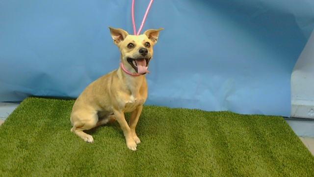 PEANUT, Adoptable, Young Male Chihuahua.