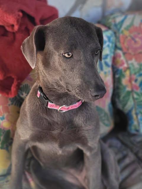 Mink, ADOPTABLE, Puppy Female Weimaraner & Blue Lacy.