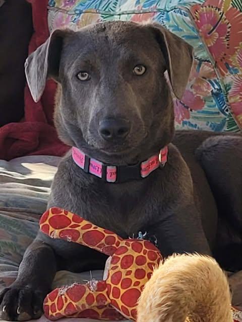 Mink, a ADOPTABLE mixed breed in Vernon, CT image 3/6