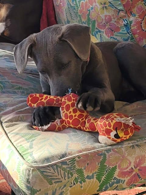 Mink, a ADOPTABLE mixed breed in Vernon, CT image 4/6