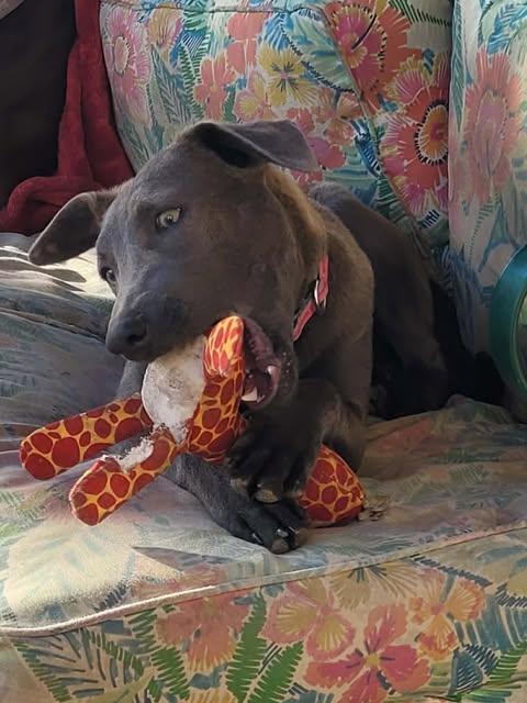 Mink, a ADOPTABLE mixed breed in Vernon, CT image 2/6