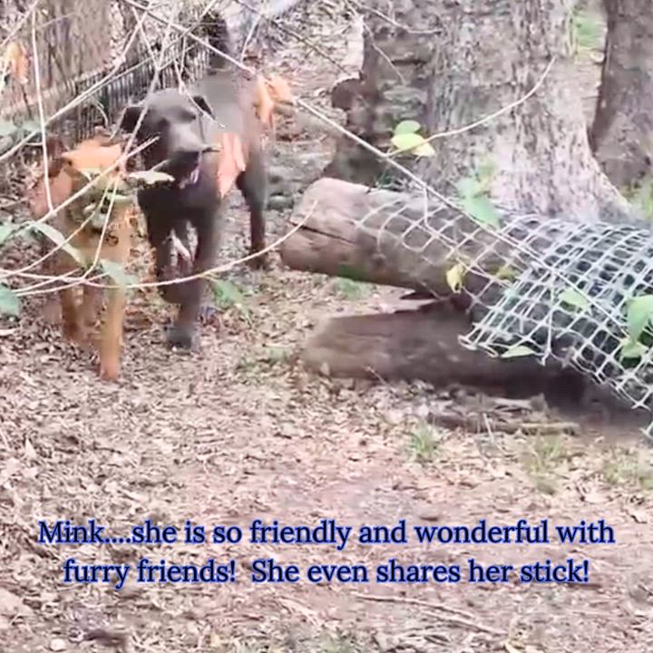 Enlarge Mink, a ADOPTABLE mixed breed in Vernon, CT video 6/6