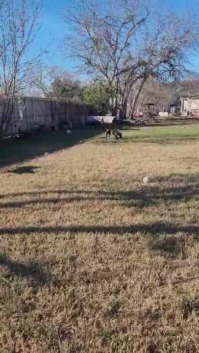 Enlarge Mink, a ADOPTABLE mixed breed in Vernon, CT video 5/6