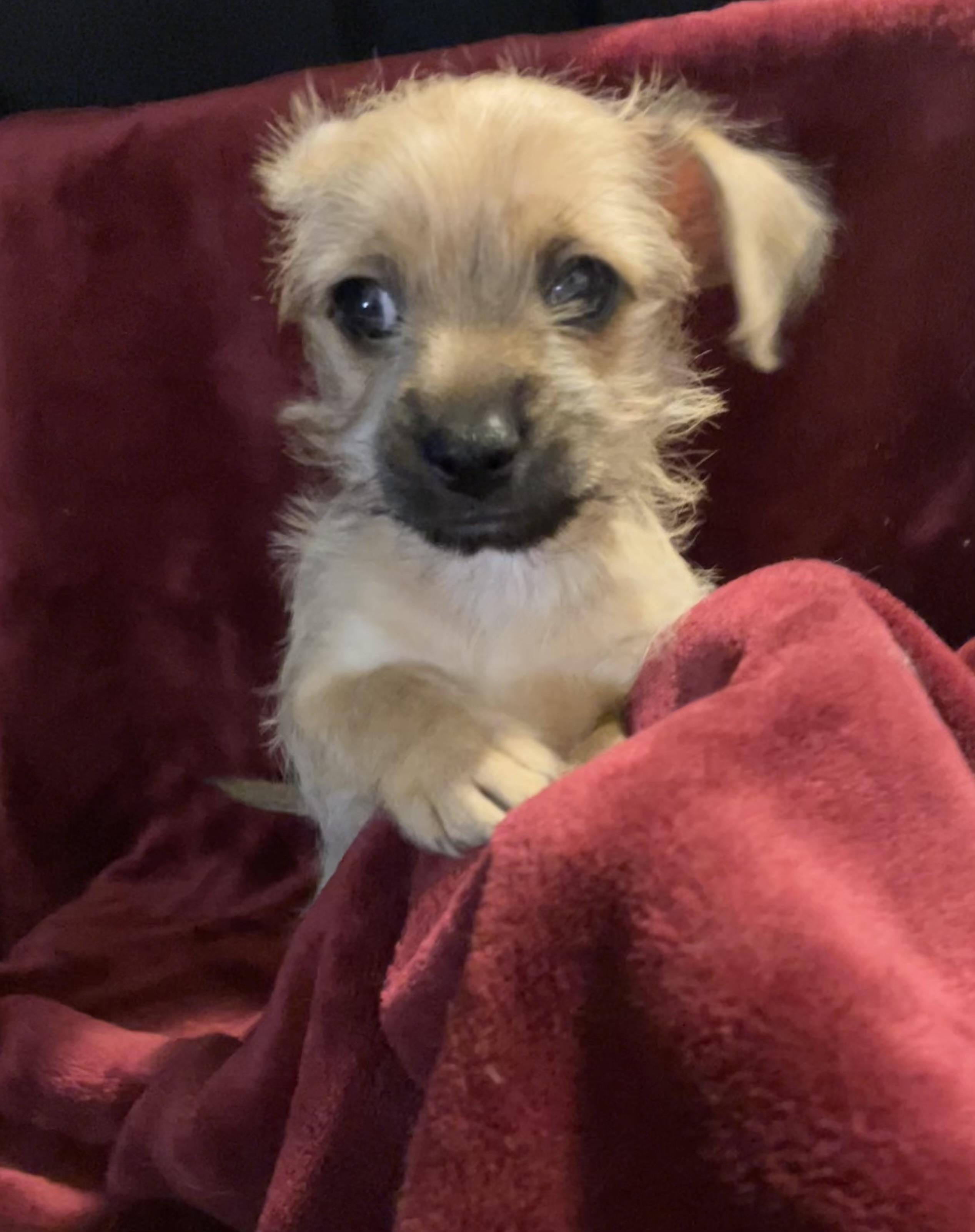 Enlarge Monterey Jack, a Adoptable mixed breed in Henderson, NV image 2/4