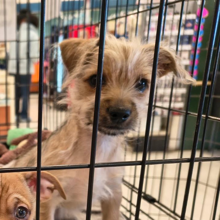 Monterey Jack, Adoptable, Puppy Male Yorkshire Terrier & Chiweenie.