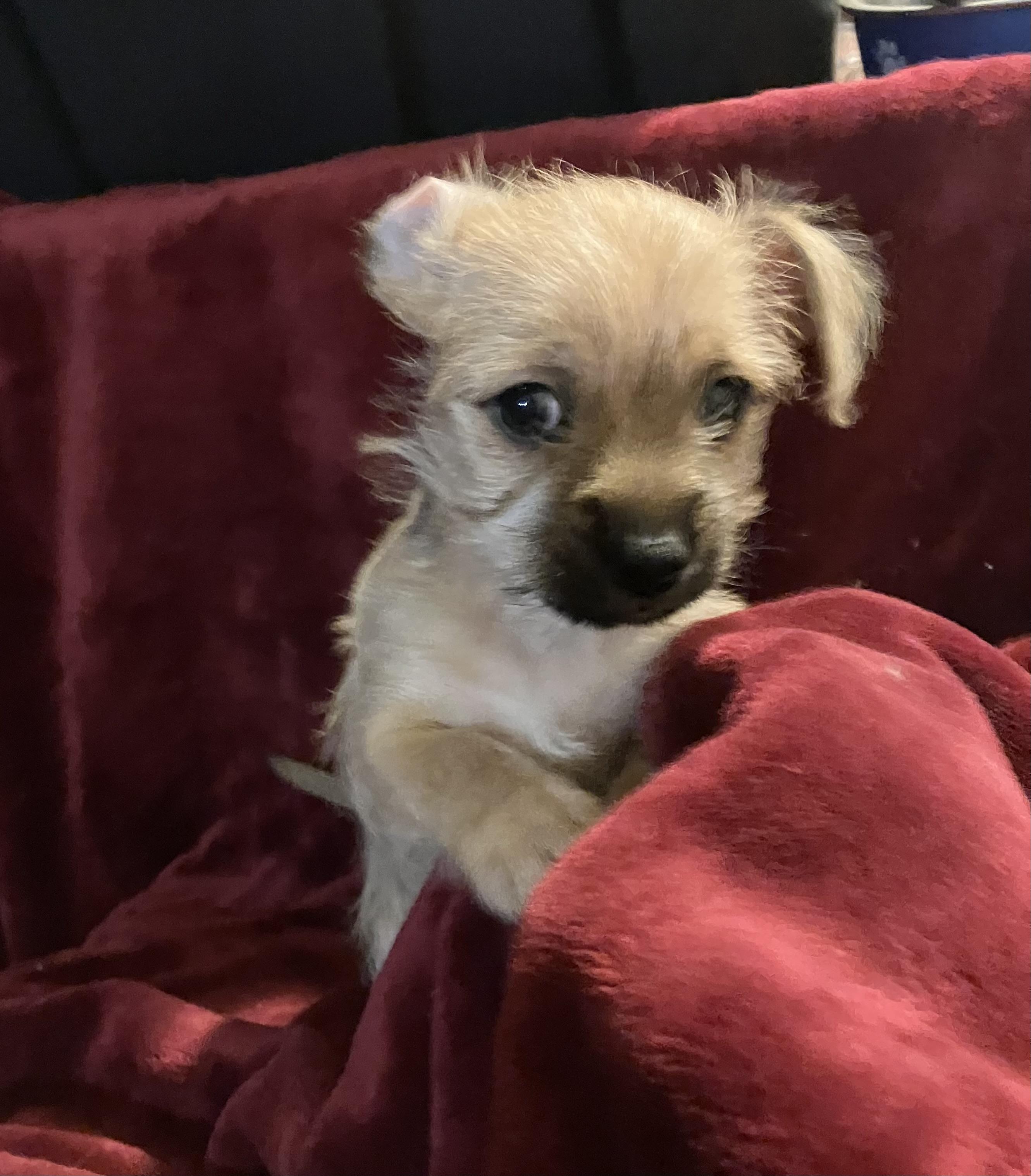 Enlarge Monterey Jack, a Adoptable mixed breed in Henderson, NV image 3/4