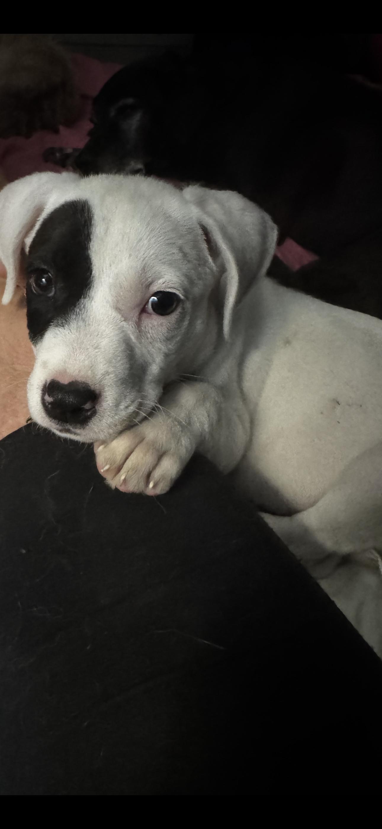 Stanley, ADOPTABLE, Puppy Male American Staffordshire Terrier.