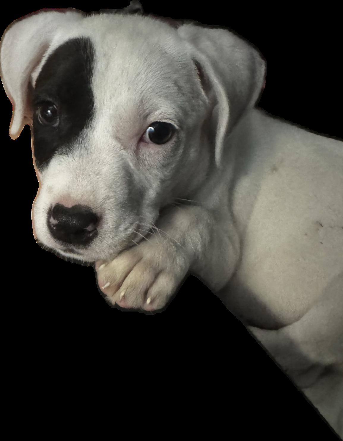 Stanley, a ADOPTABLE mixed breed in Chesterfield, MO image 2/2