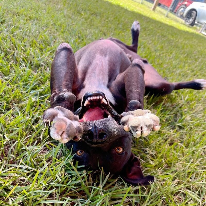 Neo the Great Snuggler and Sweetest Soul — thumbnail 2