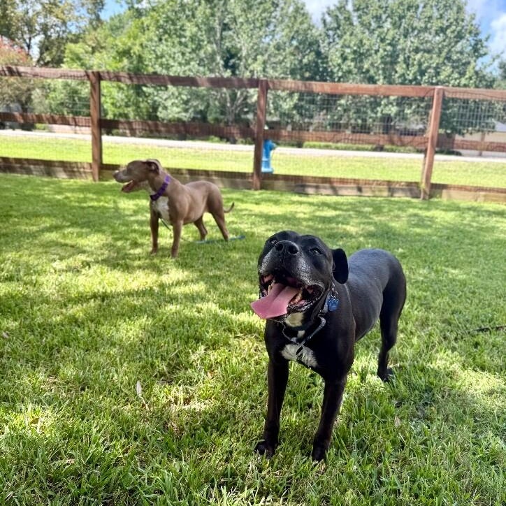 Neo the Great Snuggler and Sweetest Soul — thumbnail 5