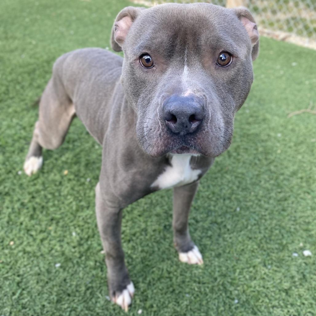 Enlarge Grimm, a Adoptable Staffordshire Bull Terrier in Columbus, OH image 6/6