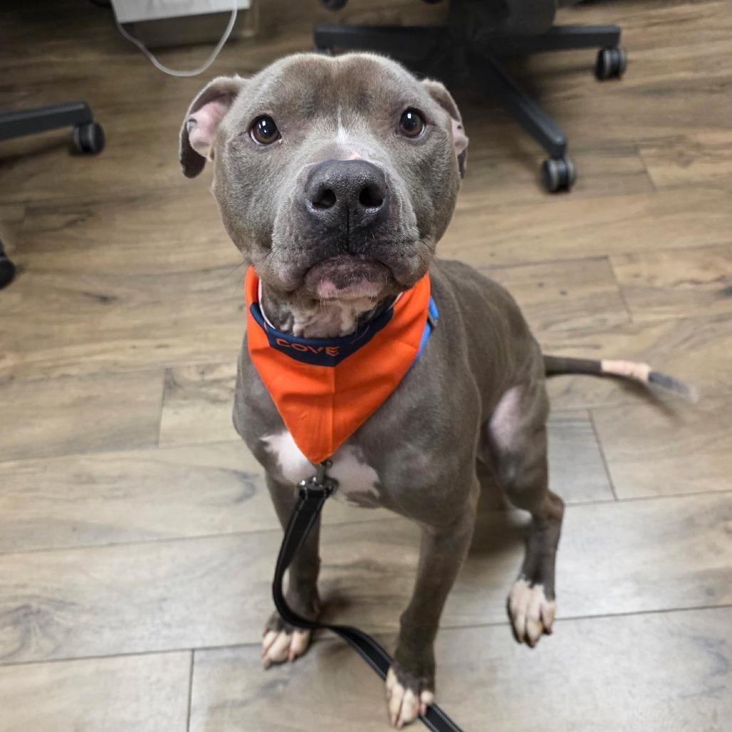 Enlarge Grimm, a Adoptable Staffordshire Bull Terrier in Columbus, OH image 1/6